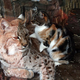 Illustration for article titled WTF; Cat breaks into Zoo...makes a friend...